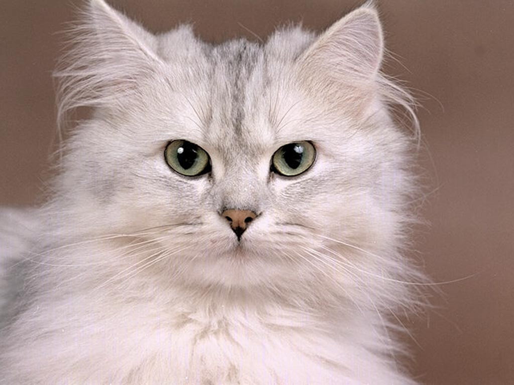Cat-Pictures-1